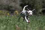 DALMATIEN 084